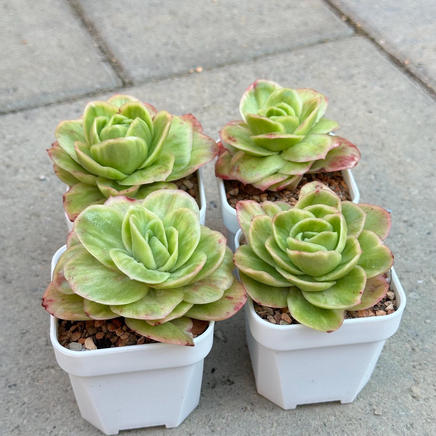 Echeveria Ice Rose