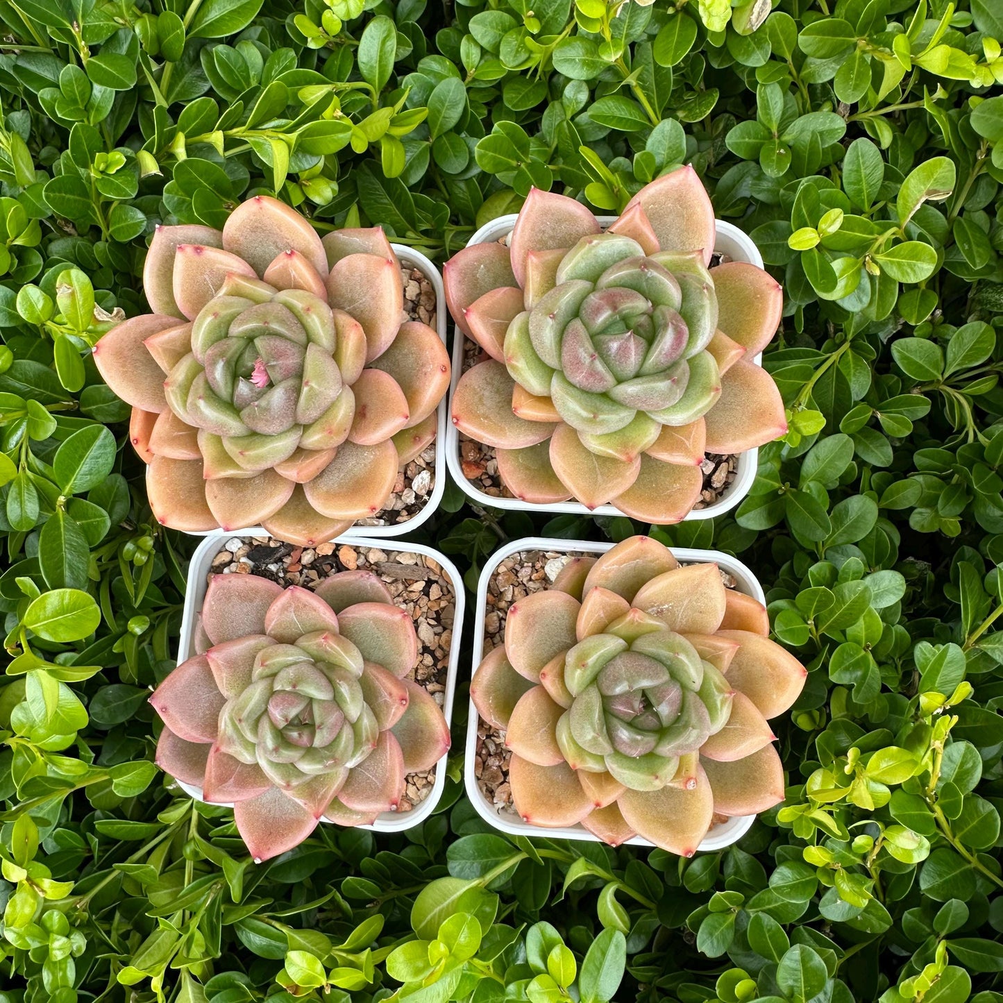 Echeveria 'Sunny Jenny'
