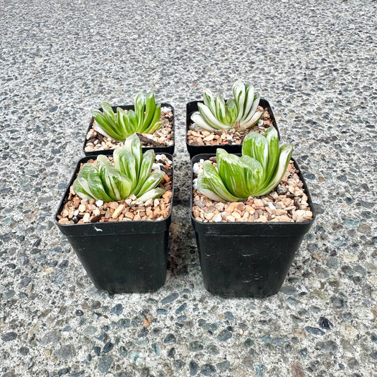 Haworthia Truncata Variegated