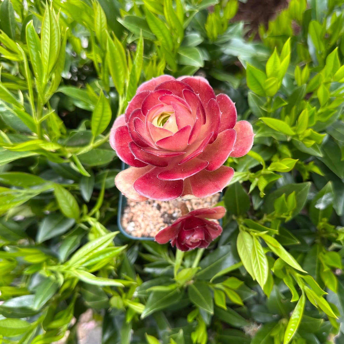 6" Aeonium Dutch Rose