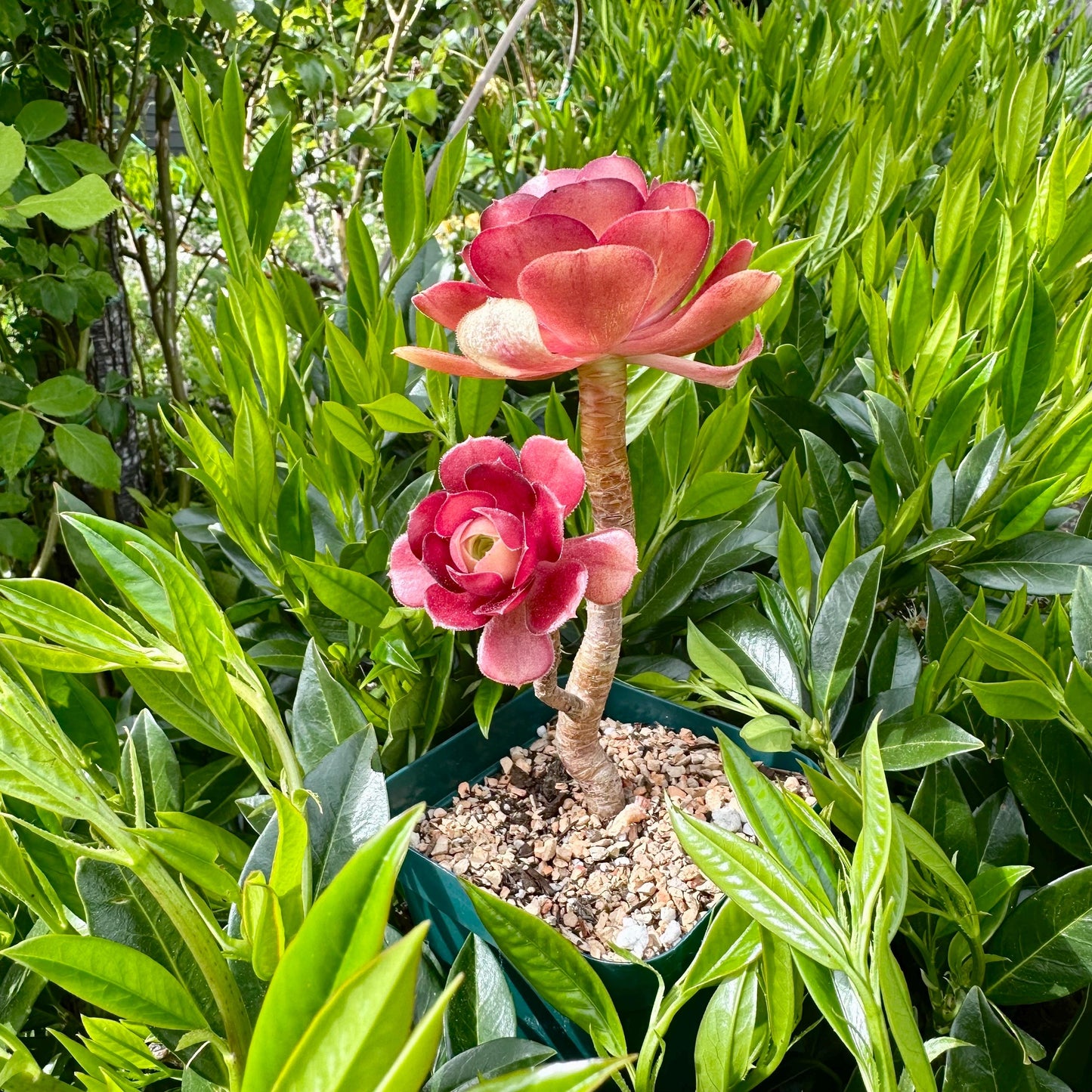 6" Aeonium Dutch Rose