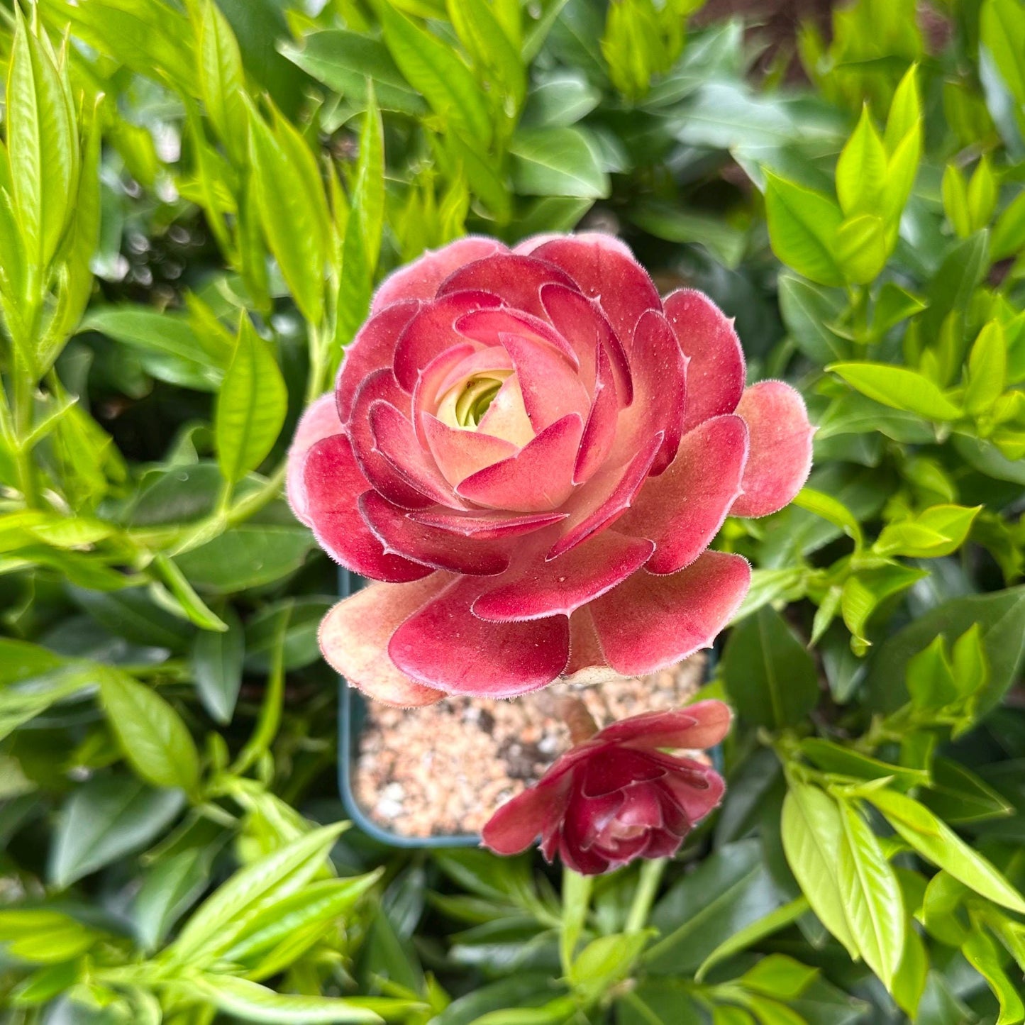 6" Aeonium Dutch Rose