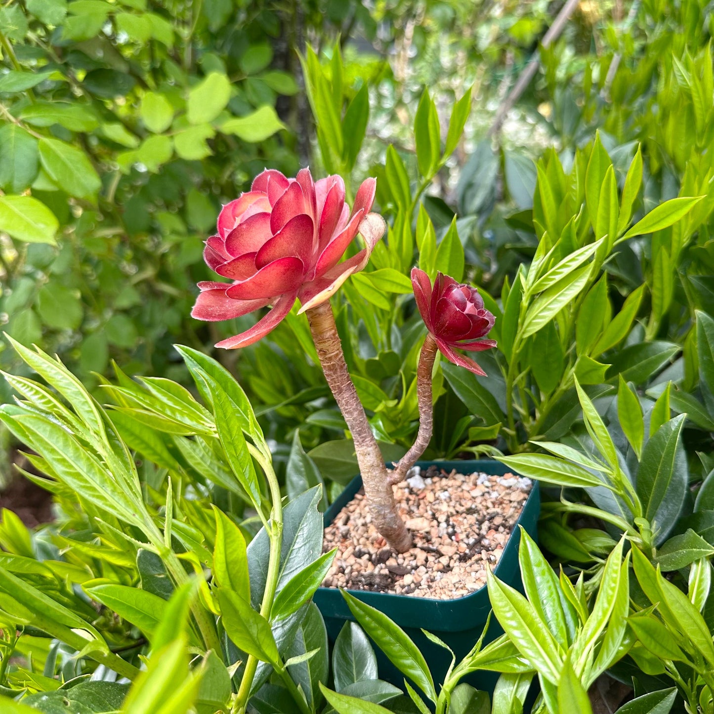 6" Aeonium Dutch Rose