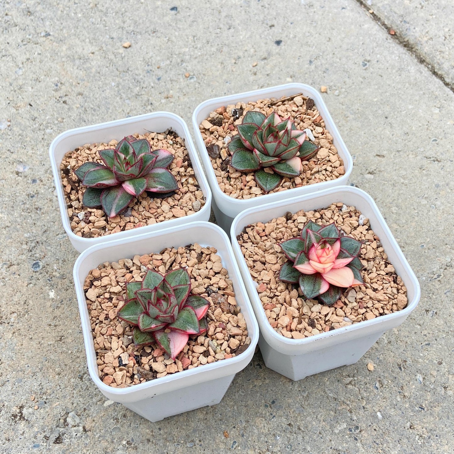Variegated Echeveria Monocerotis