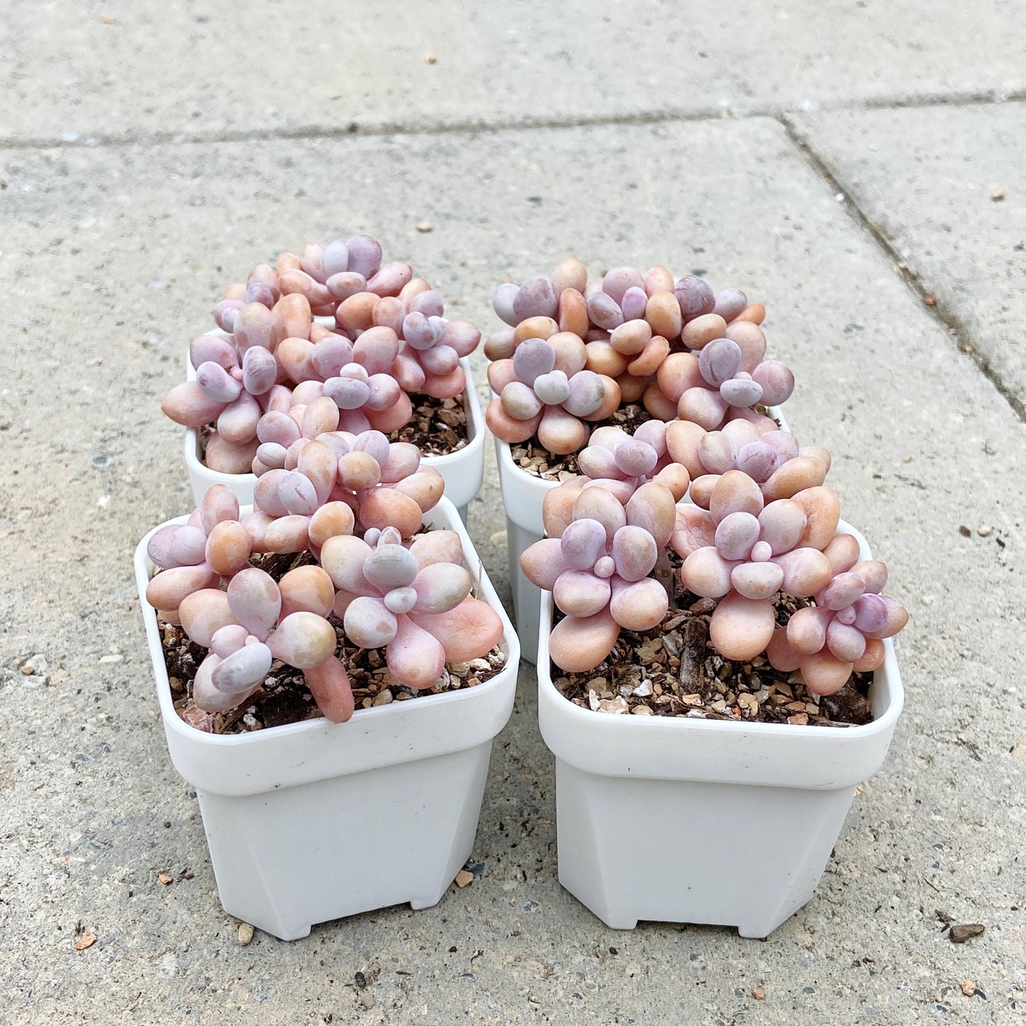 Graptopetalum Lavender Pebbles