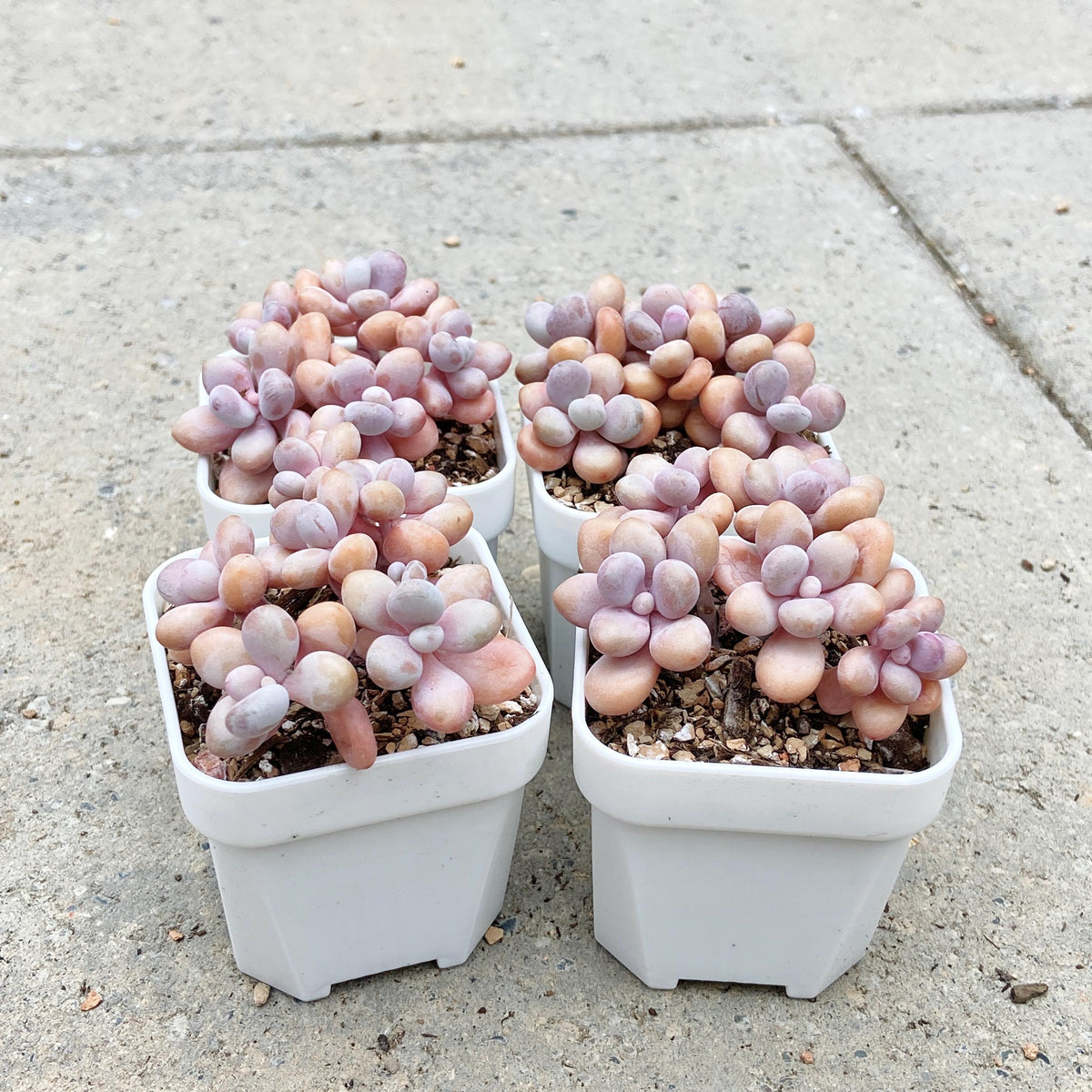 Graptopetalum Lavender Pebbles