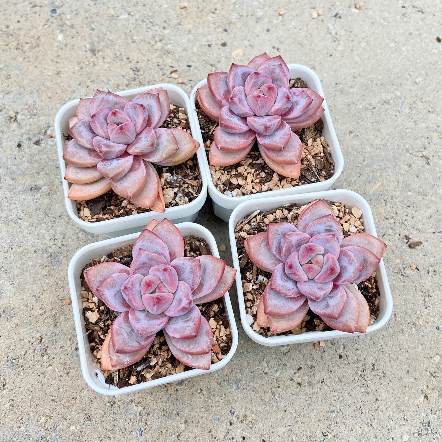 Echeveria Variant with Layered Leaves