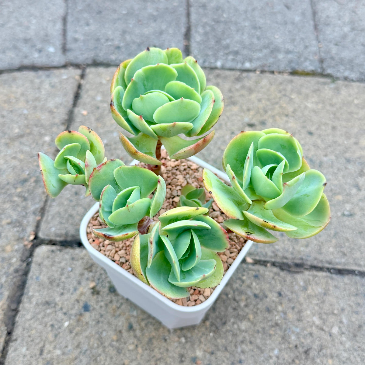 Echeveria Peach Pride