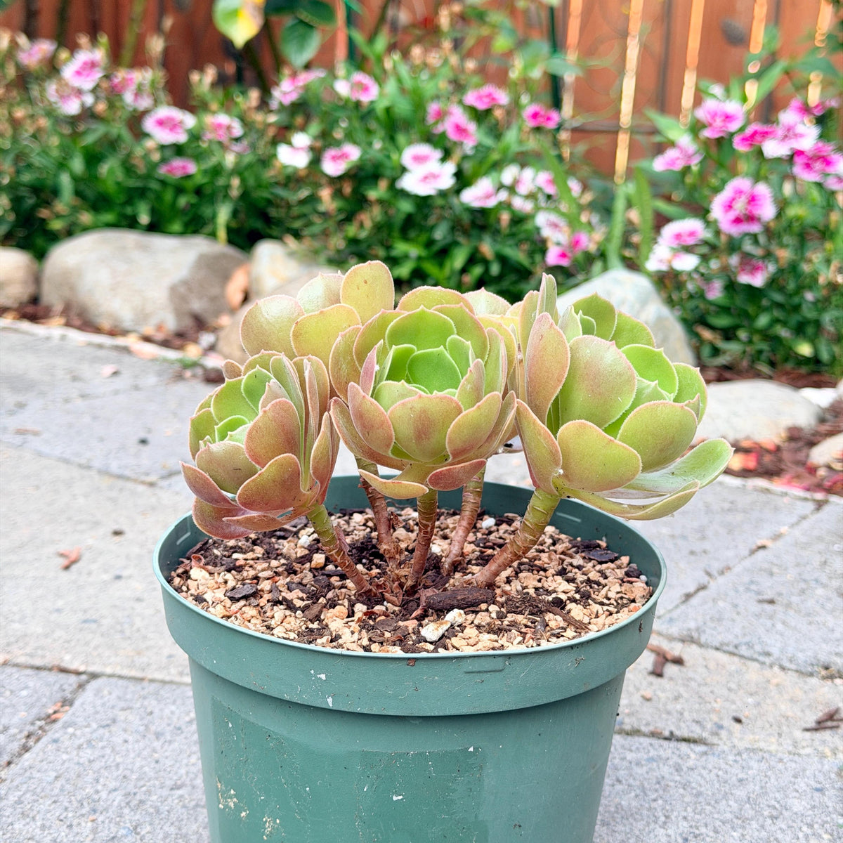 Aeonium Burning Beauty