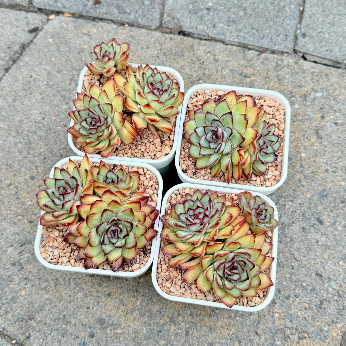 Echeveria Mexican Pulidonis Cluster