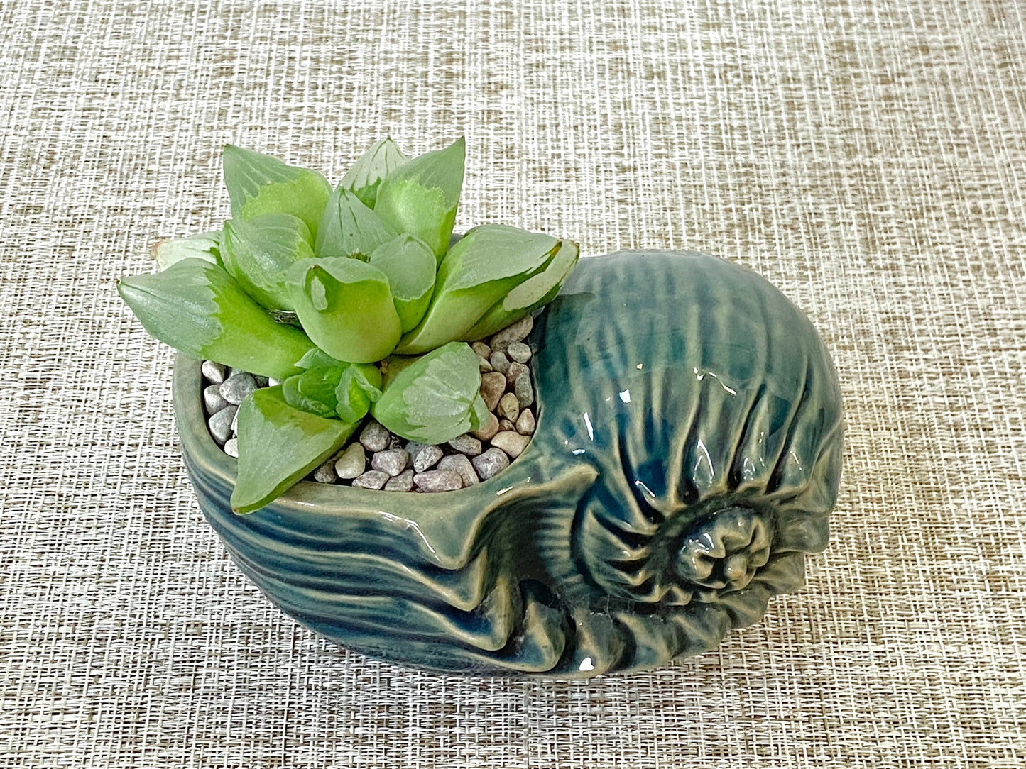 Conch Shell Pot