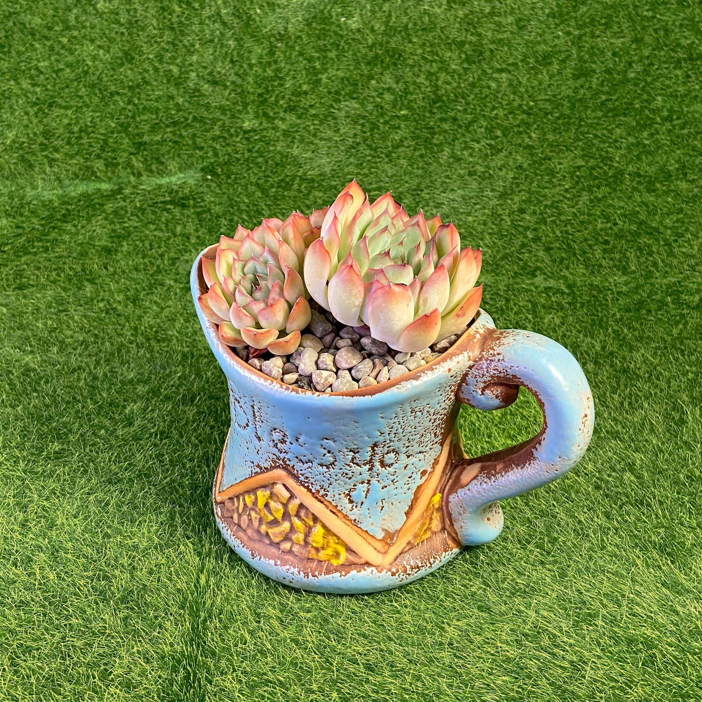 Echeveria sp.