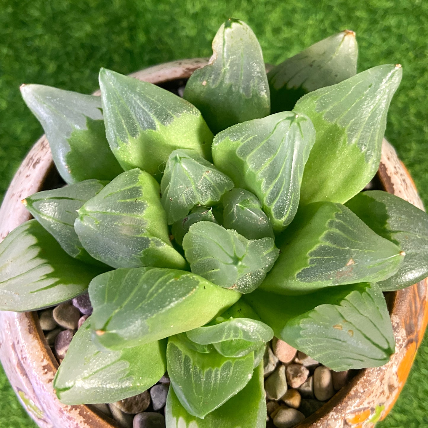 Haworthia Ice City