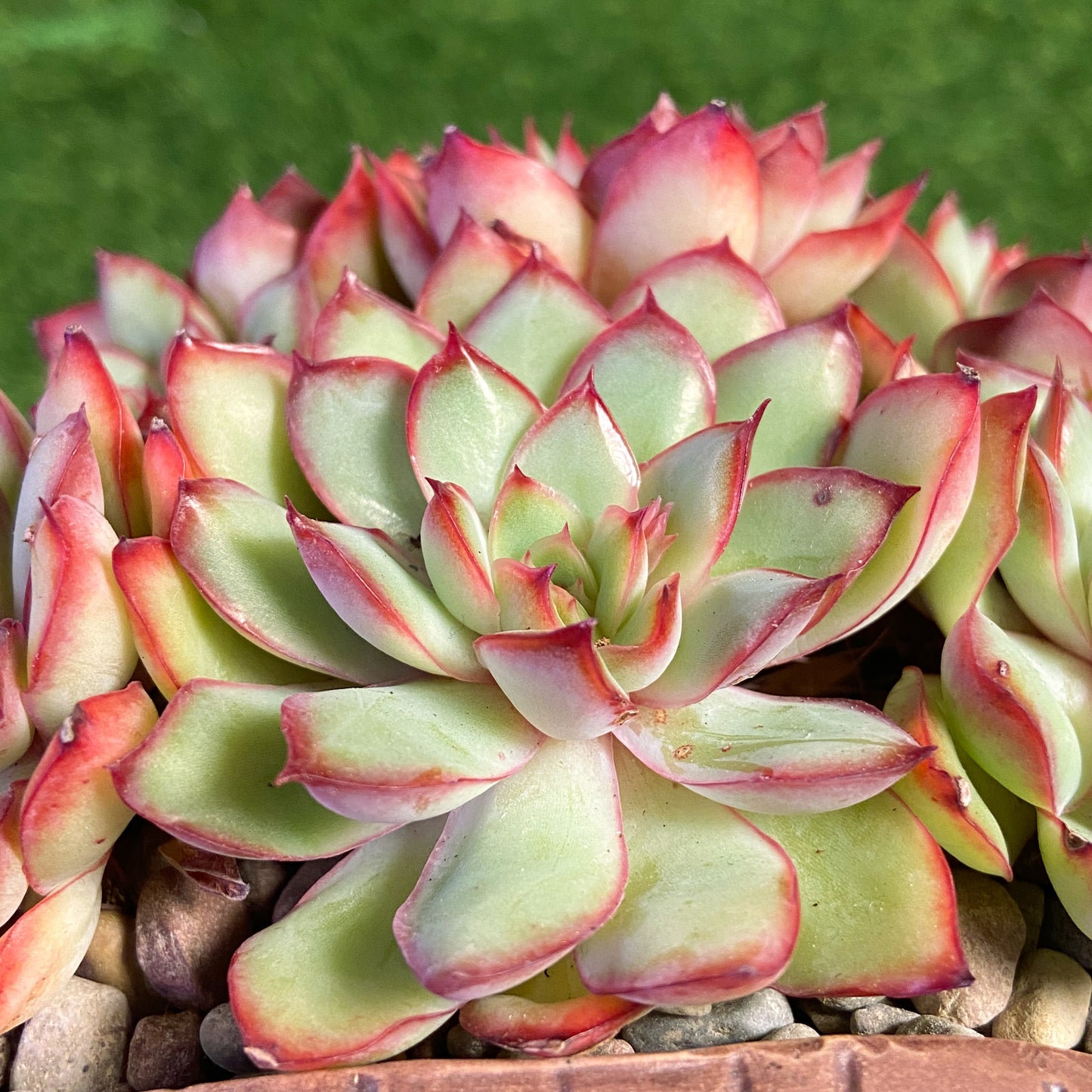 Echeveria Mexican Pulidonis