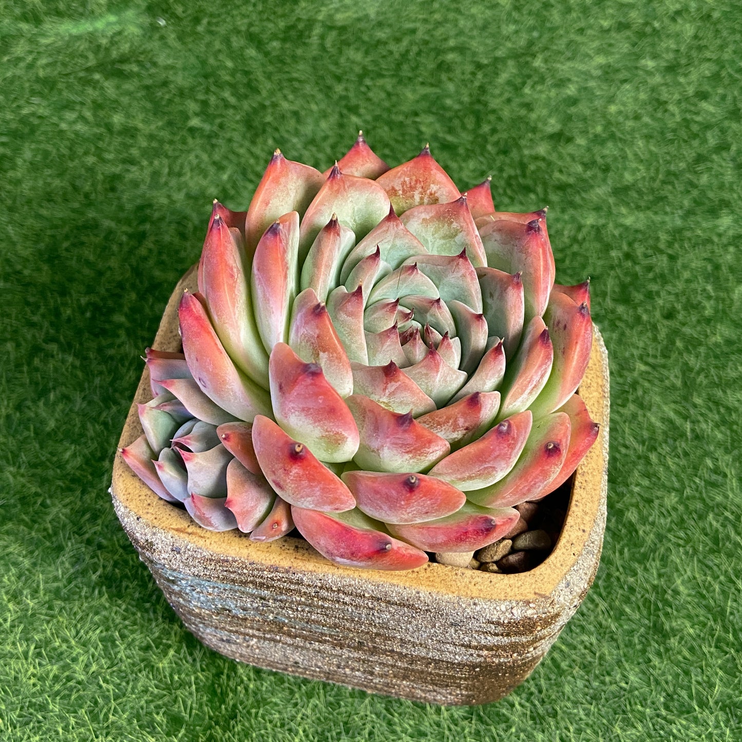 Echeveria Chihuahuaensis