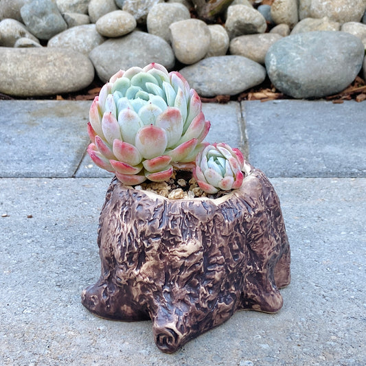 Echeveria Mexican Snowball