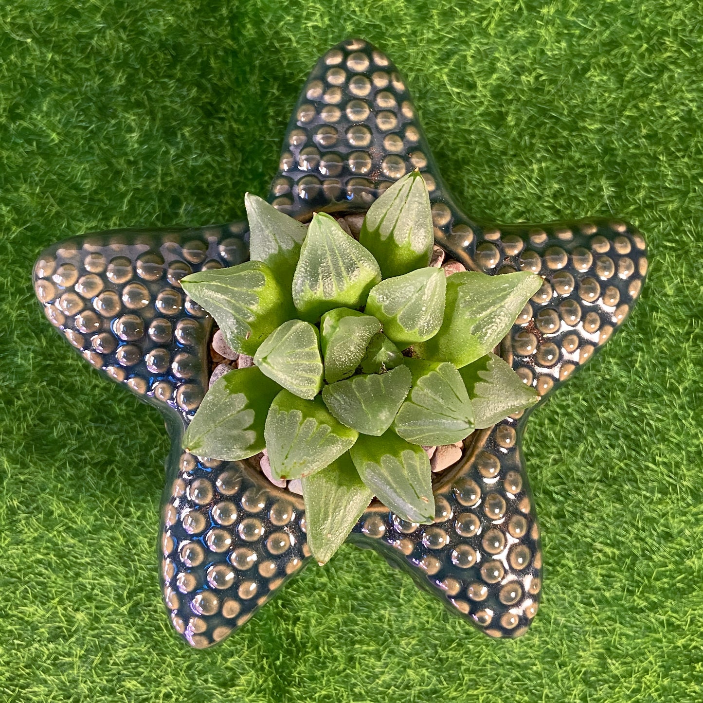 Haworthia Ice City