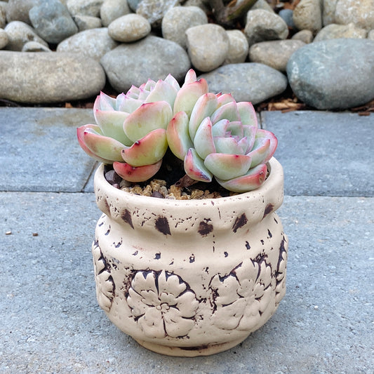 Echeveria Cream Puff