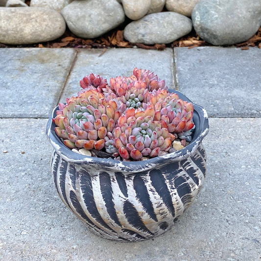 Echeveria Setosa v.Deminuta
