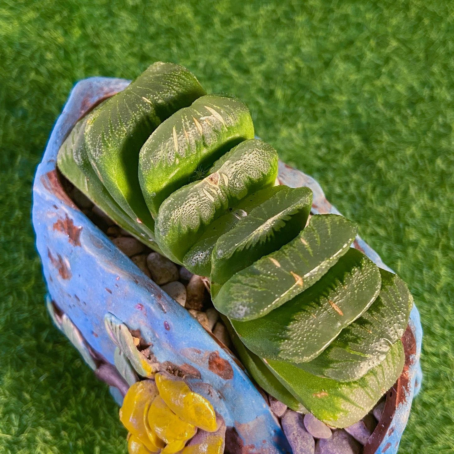 Haworthia Truncata