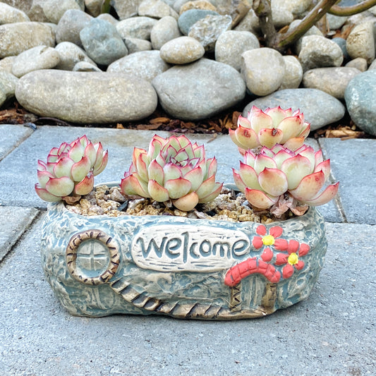 Echeveria Elegans Cluster
