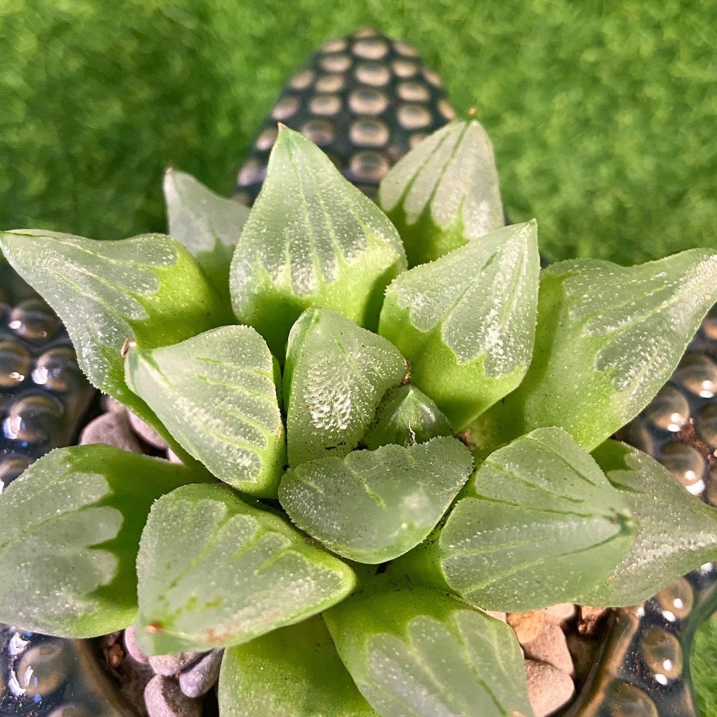 Haworthia Ice City