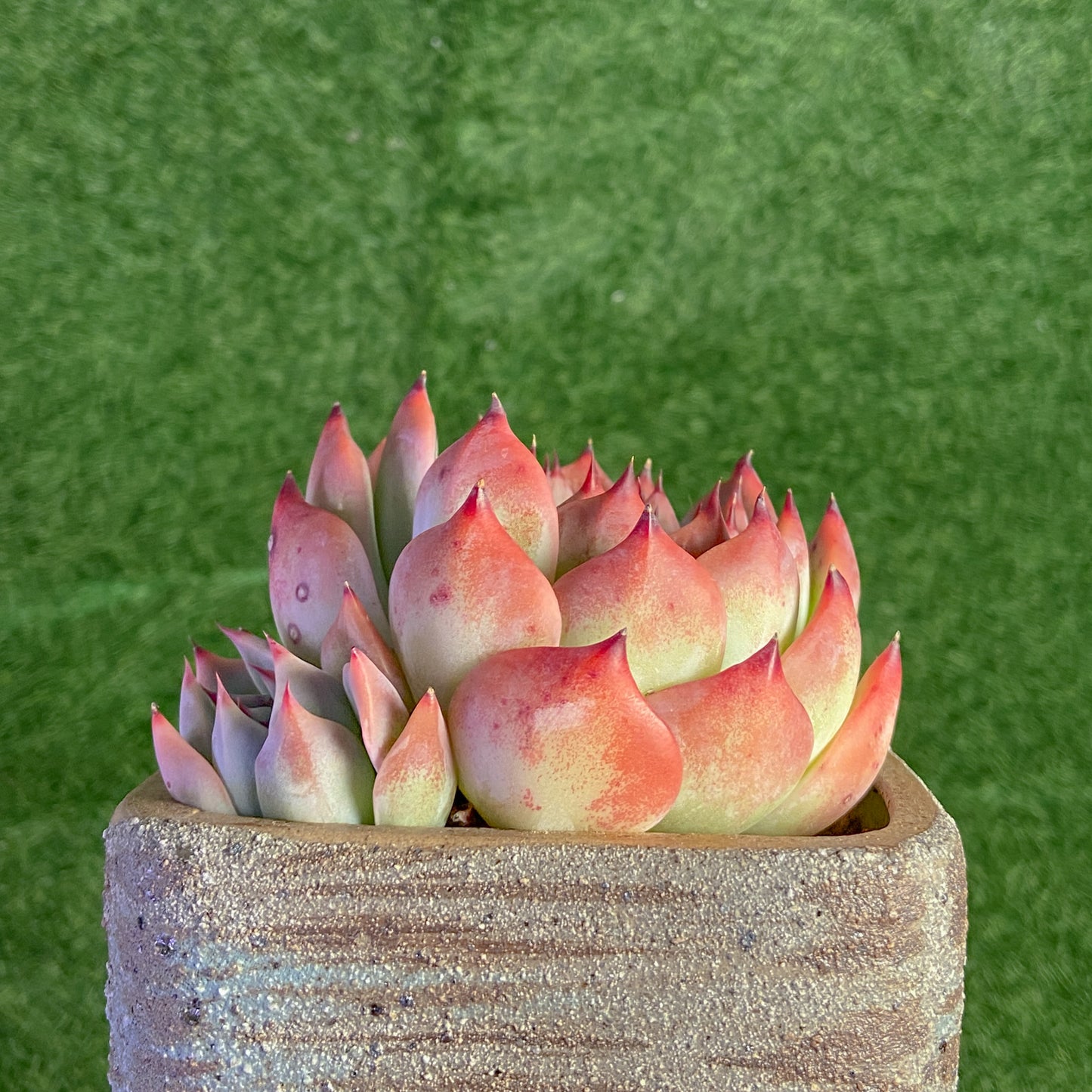 Echeveria Chihuahuaensis