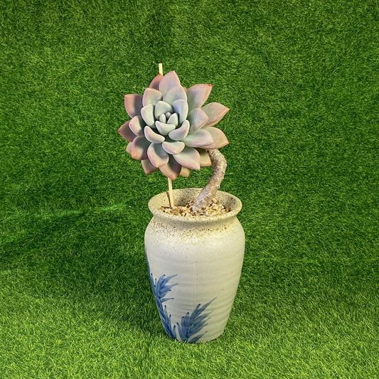 Graptoveria Opalina
