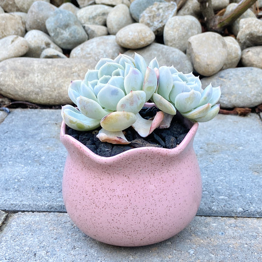 Echeveria Arctic Ice