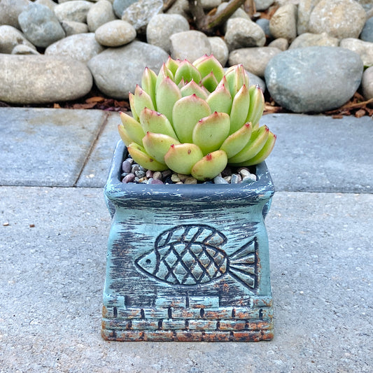 Echeveria Agavoides
