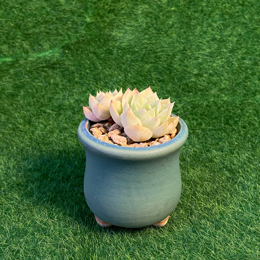 Echeveria Elegans Alba