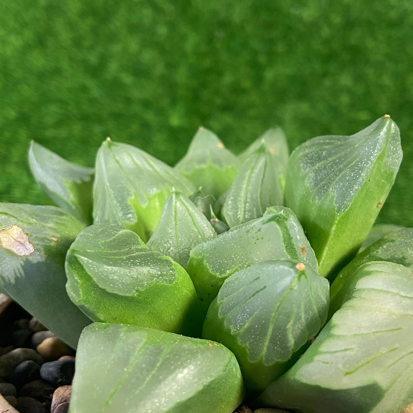 Haworthia Ice City