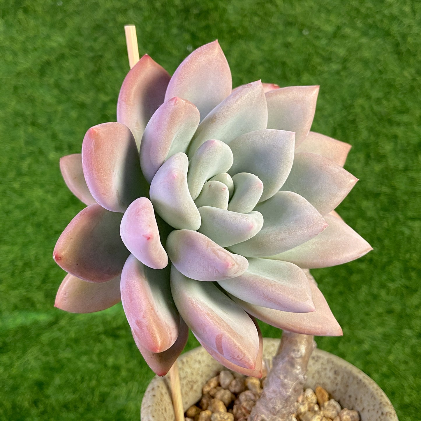 Graptoveria Opalina