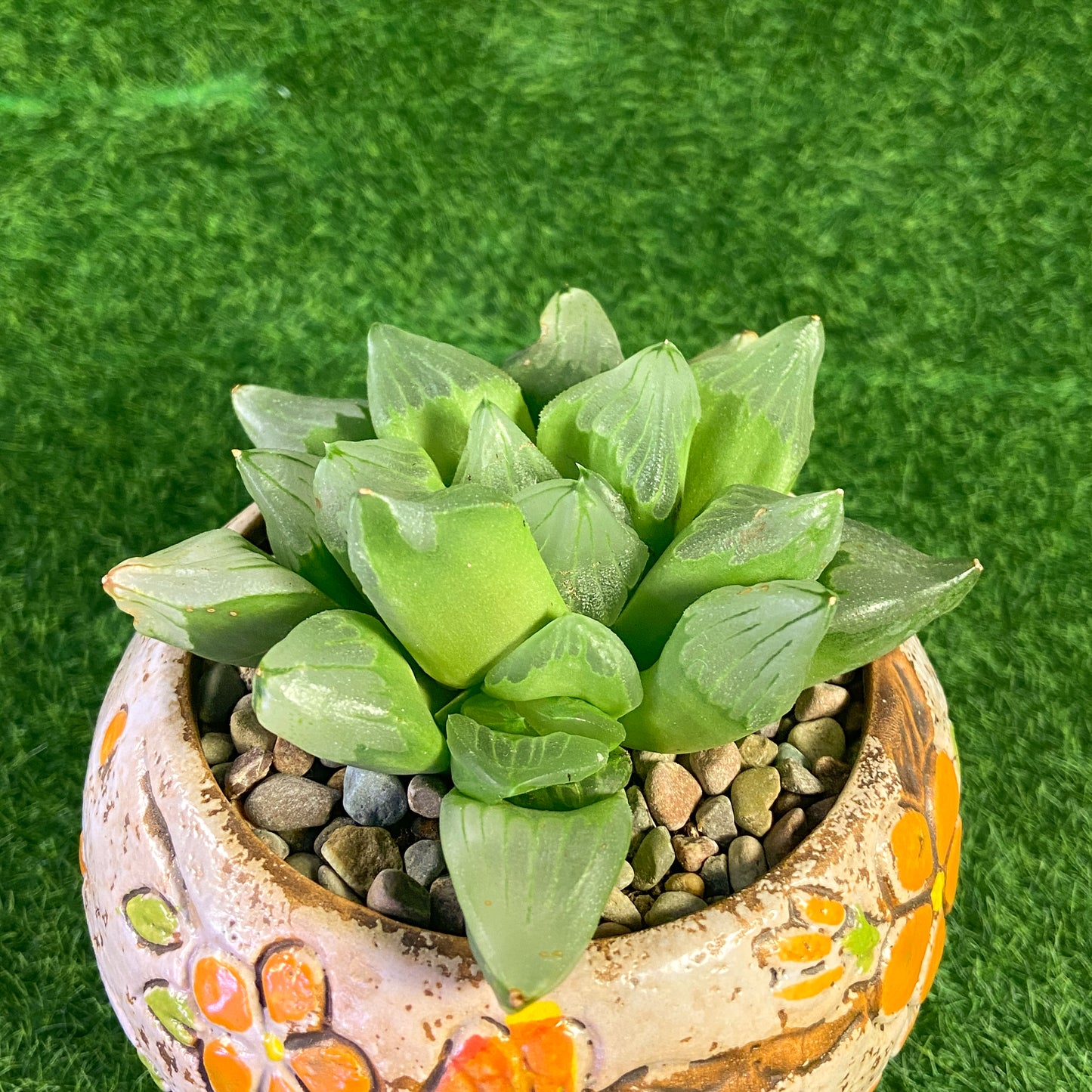 Haworthia Ice City