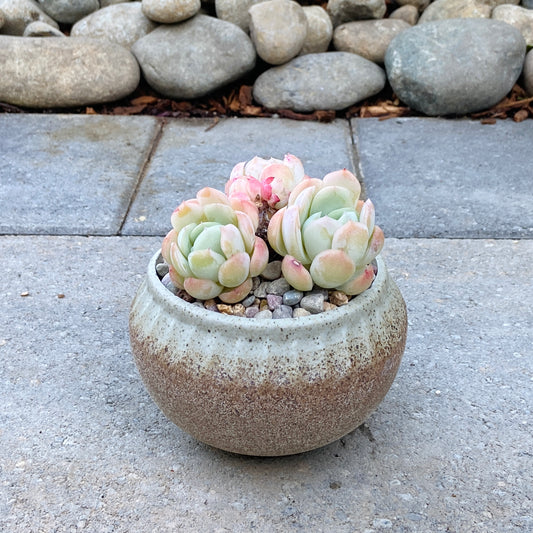 Echeveria Mexican Snowball Cluster