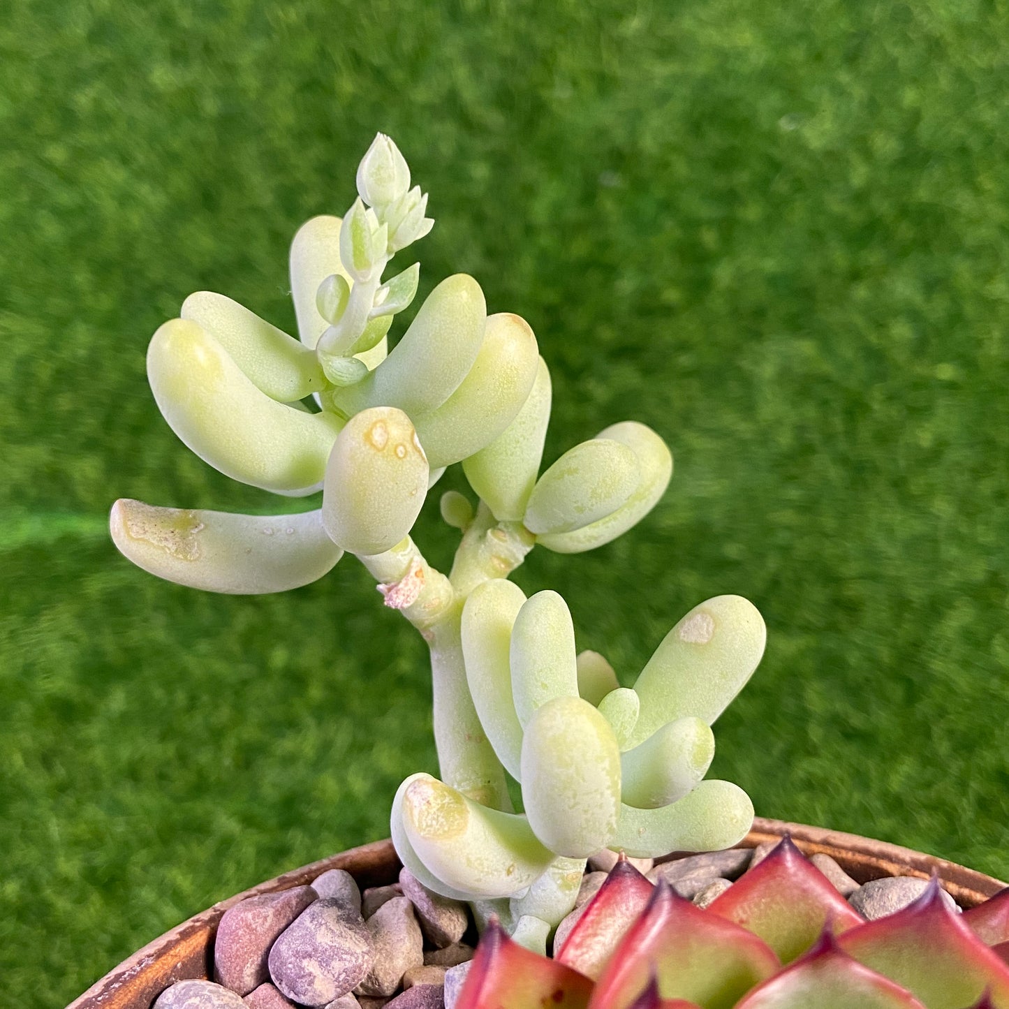 Assorted Succulent Collection (Echeveria Moonstone / Pachyphytum Werdermannii)