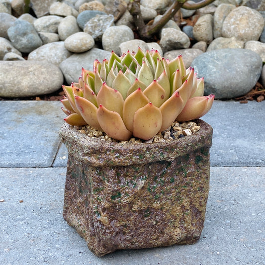 Echeveria Agavoides Cluster