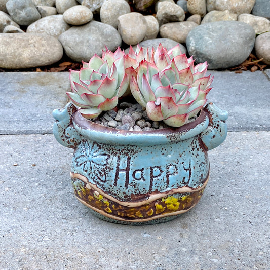 Echeveria Elegans