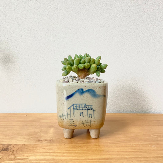 Pachyphytum Compactum Cristata