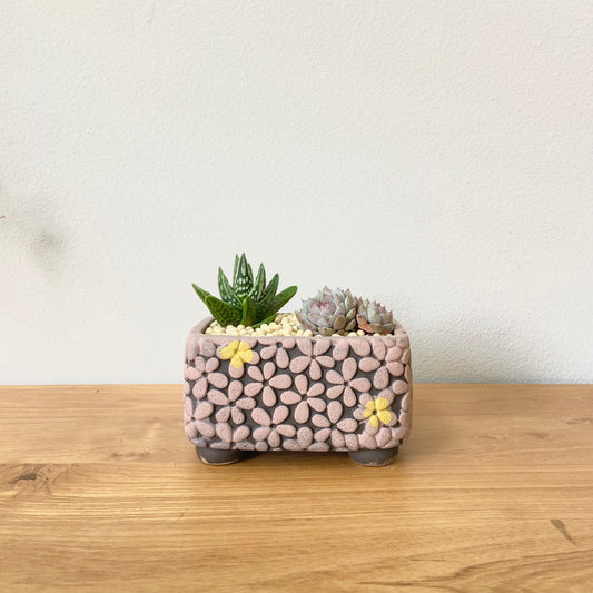 Haworthia&Echeveria Assortment