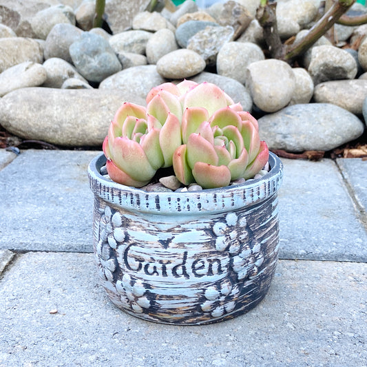 Echeveria Agavoides Gilva