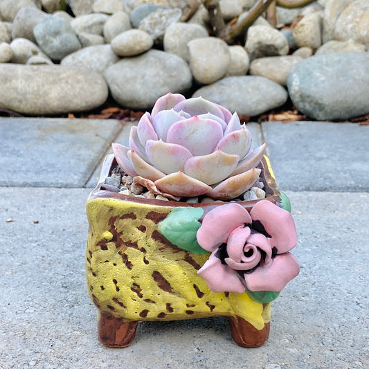 Echeveria Blue Surprise