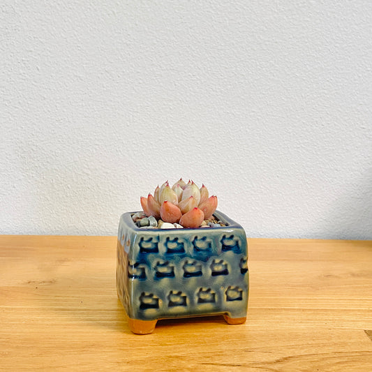 Echeveria 'Wedding Ring'