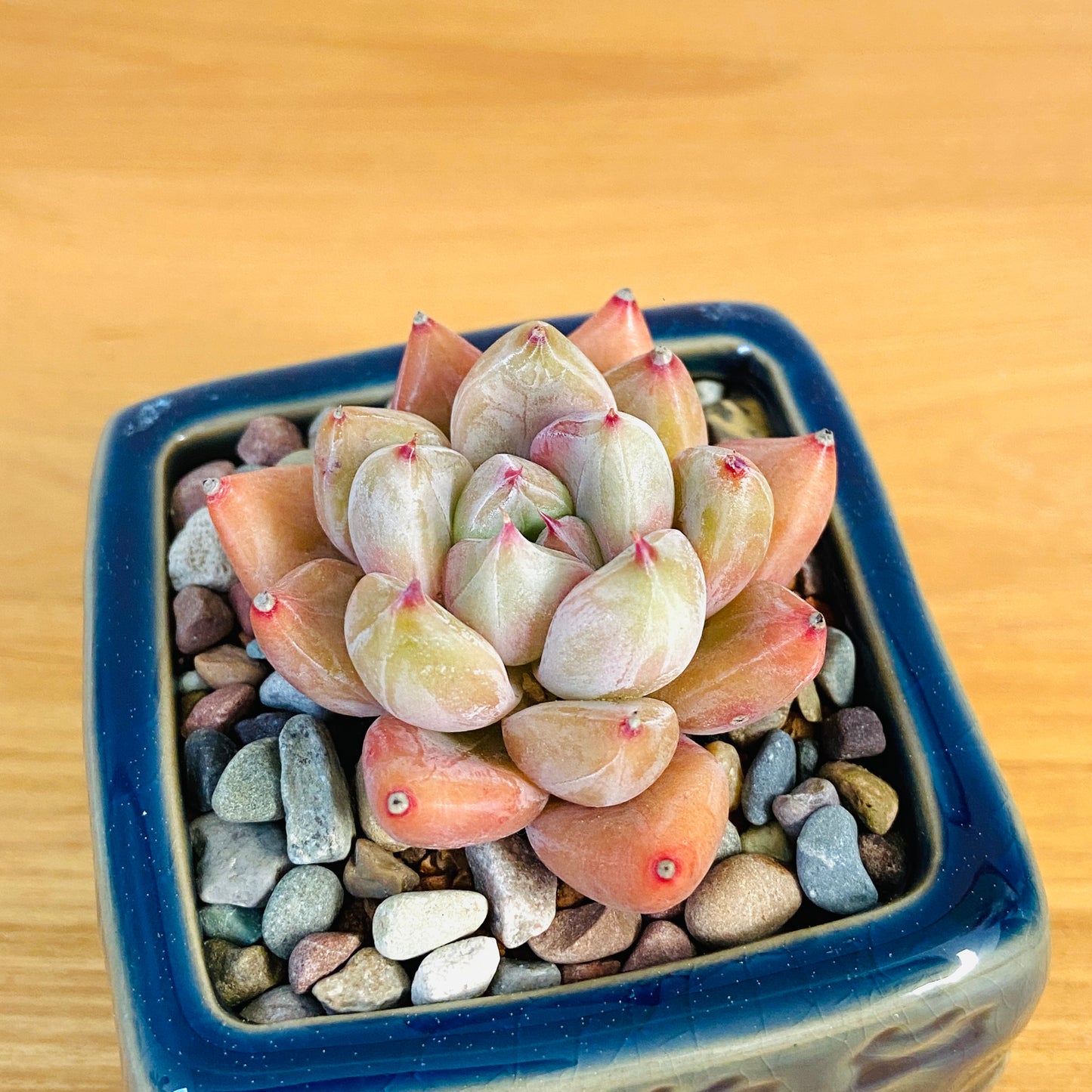 Echeveria 'Wedding Ring'