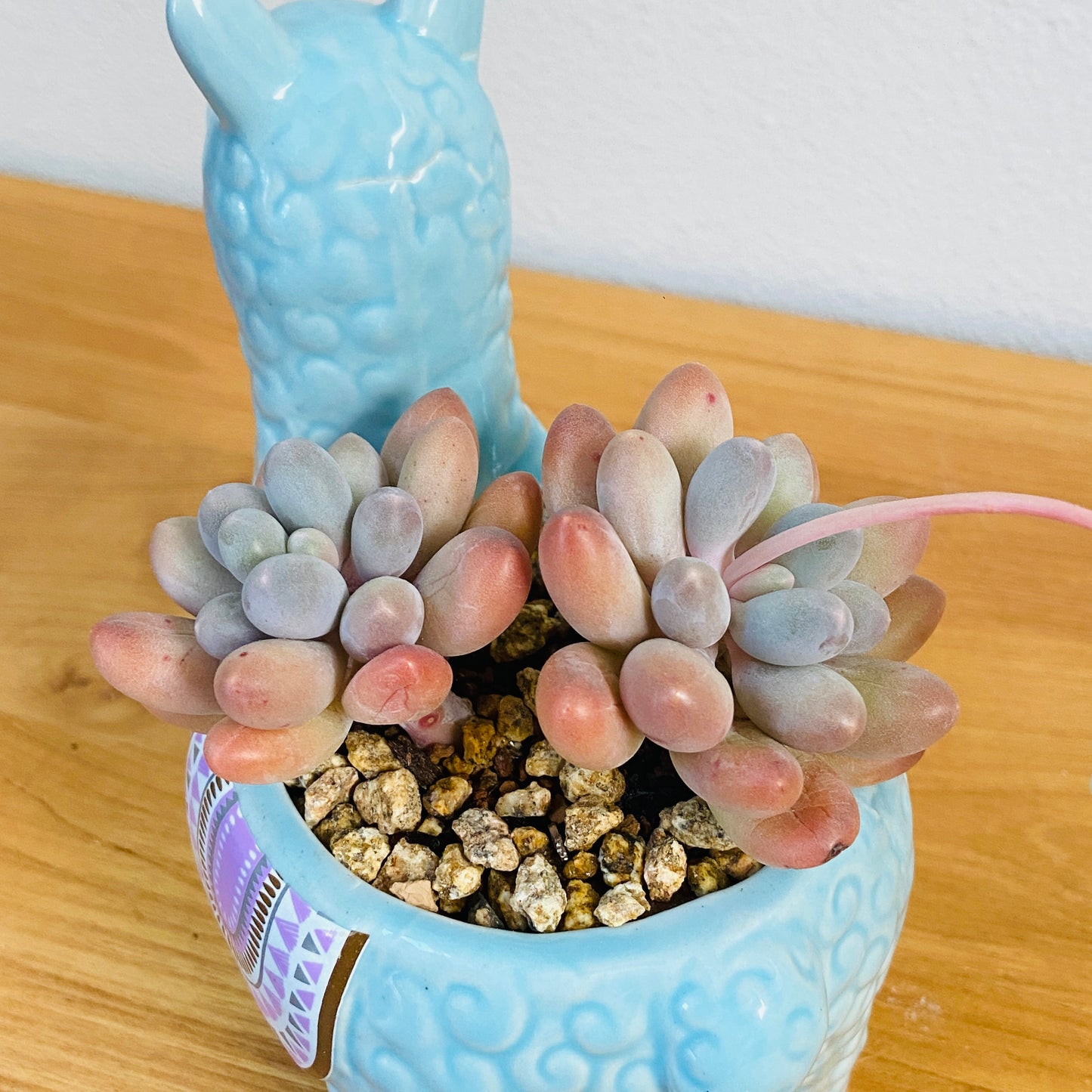 Pachyphytum Pviferum