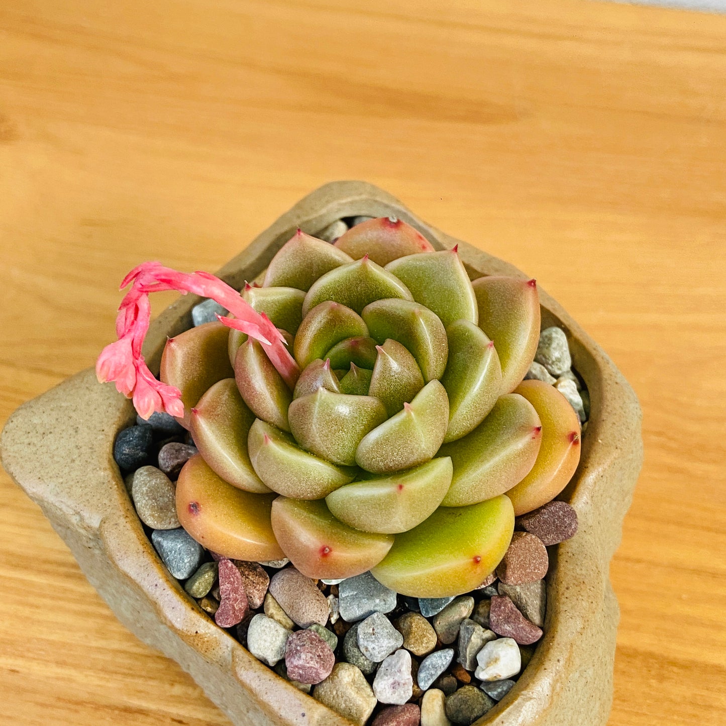 Echeveria Sunny Jenny