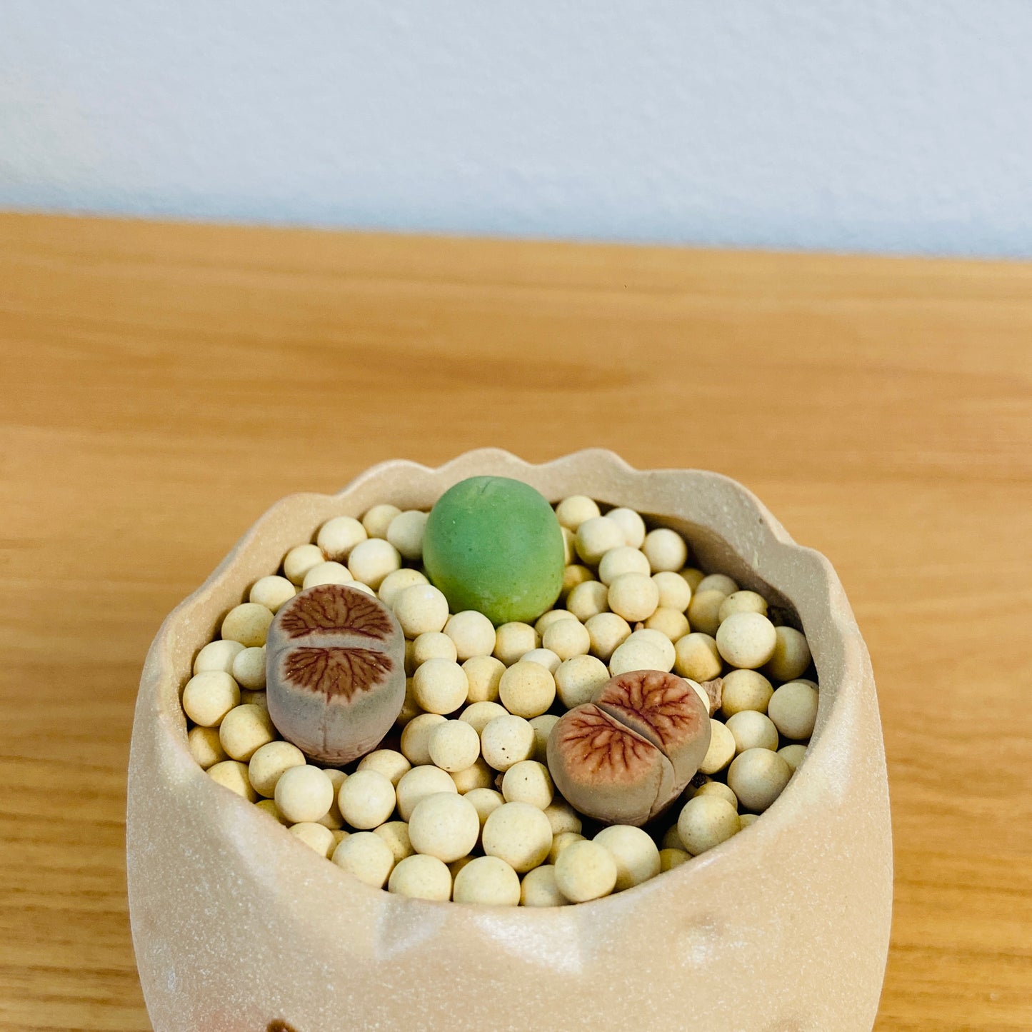 Lithops & Marble Buttons