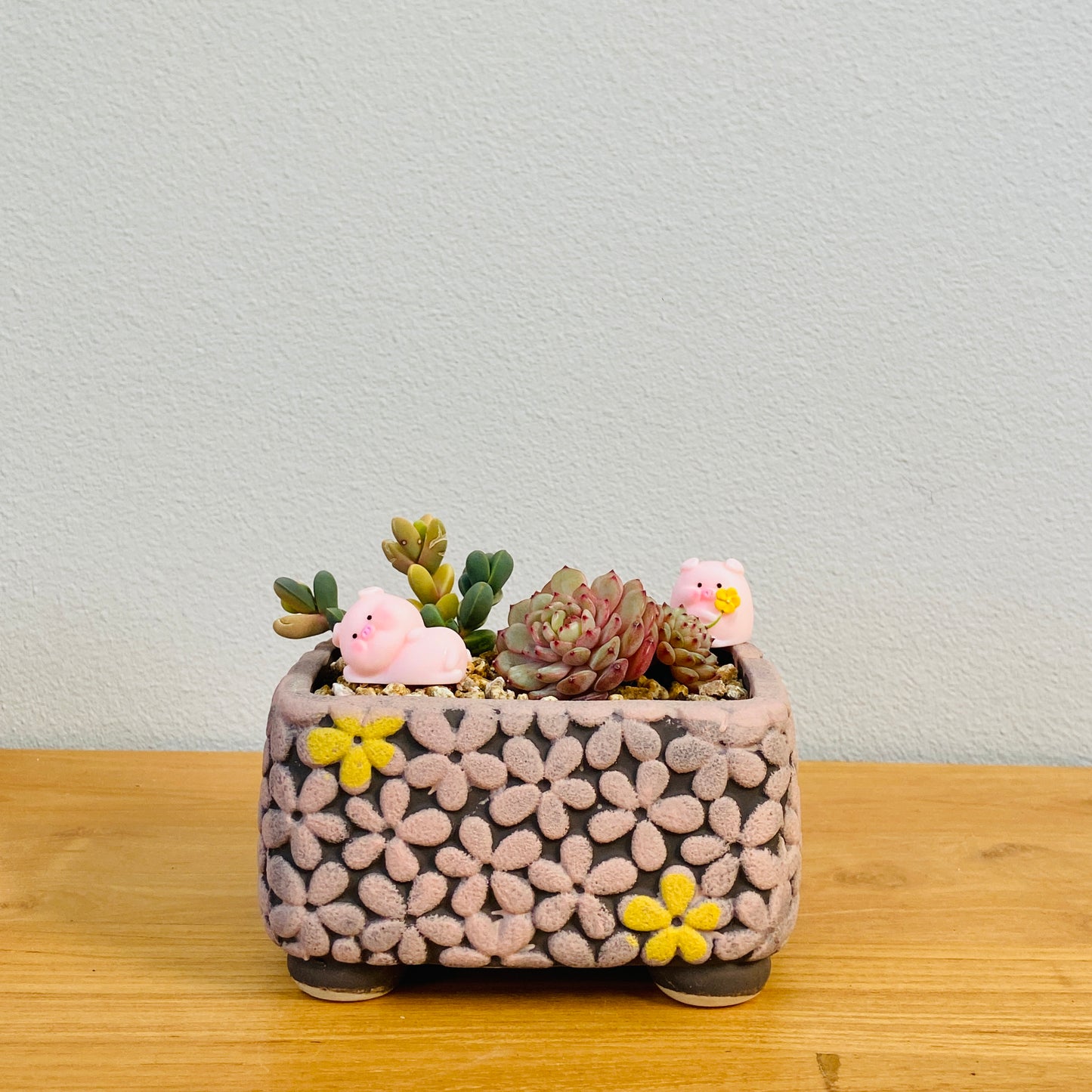 Astridia & Echeveria Assortment