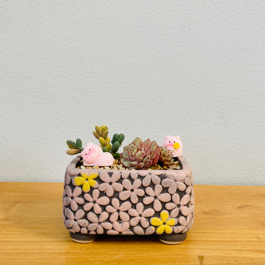 Astridia & Echeveria Assortment