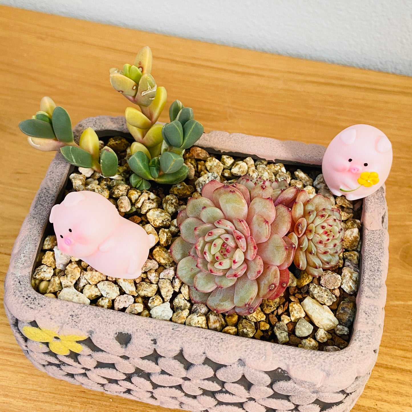 Astridia & Echeveria Assortment